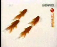 Японцы жгут! Заставил рыбок плавать синхронно (видео)