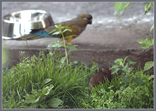 Попугай и крыса делят еду :))) (8 фото)