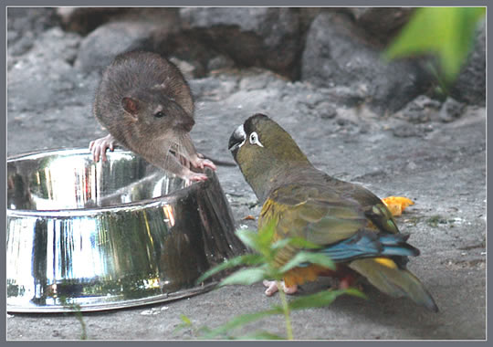 Попугай и крыса делят еду :))) (8 фото)