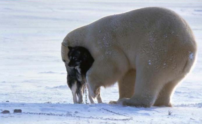 Полярный медвед - он не страшный совсем (6 фото)