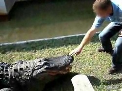 Шутки с крокодильчиком