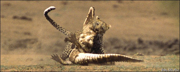 Зверская битва крокодила и леопарда, 8 фото.